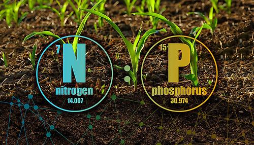 Grafik Pflanzen: Stickstoff und Phosphor