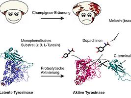 Bild 'CA_labJChampignons'