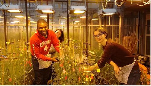 Agrobiotechnologen am Campus Tulln bei der Handarbeit: BOKU-Doktorandin Rizky Pasthika Kirana (Mitte) sowie die Gaststudierenden Eze Chinedu (links) und Magdalena Matic (rechts)