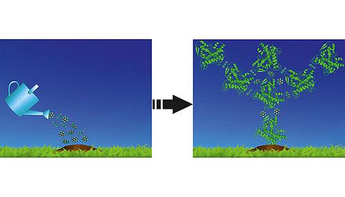 Ein Proteinkristall entsteht durch Wechselwirkungen mit dem Anderson-Evans-Polyoxometallate: TEW