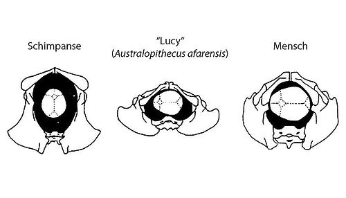 Im Vergleich zum Schimpansen und zu unserem Vorfahren Australopithecus ist die Geburt beim Menschen besonders schwierig: Der Kopf des Kindes passt nur knapp durch den mütterlichen Geburtskanal