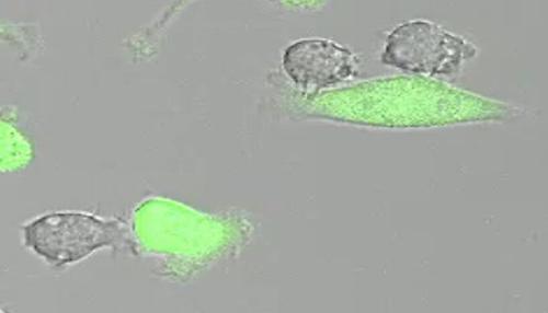 Makrophagen (grau) attackieren Tumorzellen (grün)