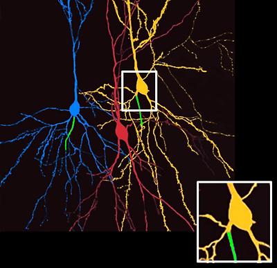 Drei gefärbte Nervenzellen im Hippocampus. Die blaue Zelle entspricht dem typischen Bauplan einer Pyramidenzelle: Der Zellkörper ist rundlich, die Dendriten zweigen nach oben und unten von der Zelle ab. Das Axon, hier mit einem Antikörper grün markiert, entspringt direkt am Zellkörper. Die gelbe Zelle weicht von diesem Bauplan ab: ihr Axon (grün) hängt an einem vom Zellkörper abgezweigten Dendriten (s. Vergrößerung im Kasten). Dadurch umgeht sie effektiv die Hemmung am Zellkörper, die durch sog. Interneurone direkt vermittelt wird (rote Zelle). Aufnahme: Tina Sackmann, Martin Both; Bearbeitung: Maren Engelhardt