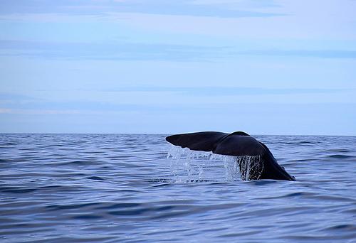 Warum stranden Wale? WissenschafterInnen gehen diesem Phänomen nach.
