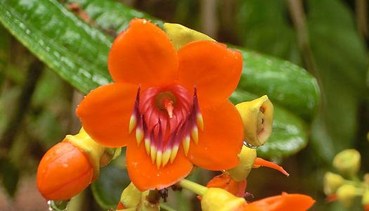 Blüte der bienenbestäubten Art Meriania hernandoi aus dem ekuadorianischen Nebelwald