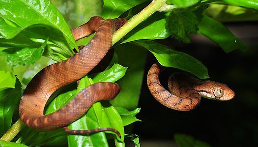 braune Nachtbaumnatter (Boiga irregularis)