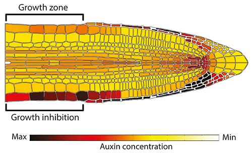 Computersimulation der Auxin-Konzentration in den Zellen einer horizontalen Wurzel, die sich nach unten biegen wird: dunklere Farben entsprechen einer höheren Konzentration. © M. Akhmanova, IST Austria