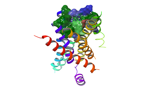 Die Abbildung zeigt ein Modell des Bitterrezeptors TAS2R10. Die extrazelluläre Domäne wurde bei der Darstellung weggelassen, um Einblick in die Bindungstasche zu ermöglichen, in der ein Ligand dargestellt ist.