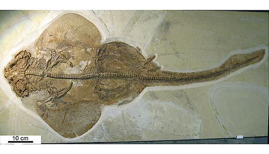 Vollständiges Skelett eines fossilen Meerengels (Pseudorhina acanthoderma; SMNS 86214/41) aus dem Oberjura (ca. 155 Millionen Jahre) der Nusplinger Plattenkalke in Baden-Württemberg (SW-Deutschland)