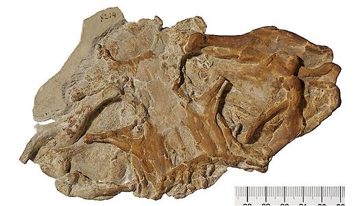 Schädel eines fossilen Meerengels (Pseudorhina acanthoderma; GPIT 8214) aus dem Oberjura (ca. 155 Millionen Jahre) der Nusplinger Plattenkalke in Baden-Württemberg (SW-Deutschland)