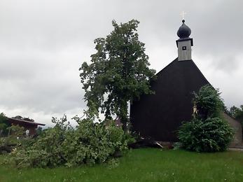 Vom Wind gefällte Linde