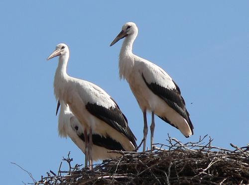 Burgenland Landeshymne Symbole Kunst Und Kultur Im Austria Forum