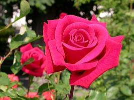Bild 'rose_200h'