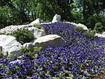 Alpiner Steingarten mit Blumenbeeten