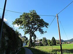 Eiche am Erentrudishof