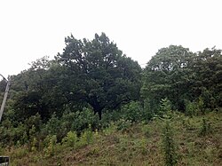 Baumgruppe am Fuchshügel Aigen