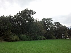 Baumreihe an der Grenze GP 529/1 u. 700/1 d. KG Aigen