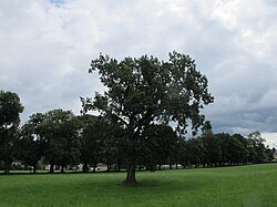 Eiche an der Buchholzhofstraße