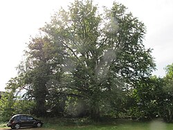 Rotbuche an der Hofhaymerallee