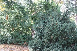 Eibe (Taxus baccata)