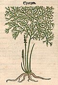 Otto Brunfels 1537