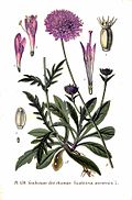 Illustration aus dem Atlas des plantes de France