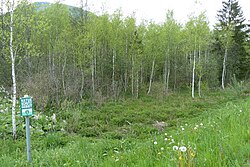 Feuchtbiotop zwischen Pichl-Großdorf und Tragöß-Oberort