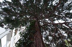 Mammutbaum (Sequoiadendron giganteum)