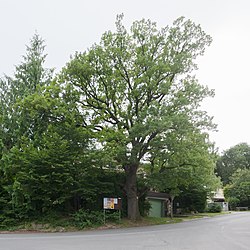 1 Eiche
