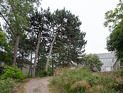 Schwarzföhrenbestand
