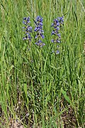 Penstemon watsonii