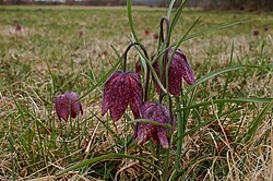 Schachblumenwiesen im Großsteinbach