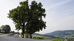2 Kapellenlinden
