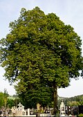 3 Friedhofs-Linden in Kollerschlag