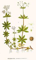 Illustration aus Bilder ur Nordens Flora