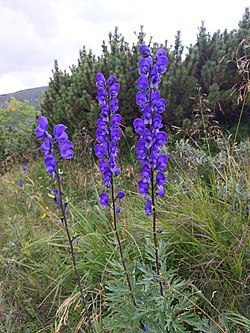 Aconitum napellus subsp. hians