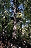Weiß-Tanne (Abies alba)