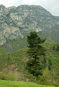 Bulgarische Tanne (Abies ×borisii-regis)
