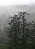 Fabers Tanne (Abies fabri)
