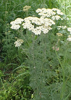 Achillea nobilis