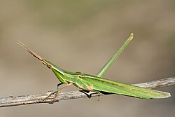 Acrida ungarica