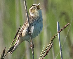 Acrocephalus paludicola