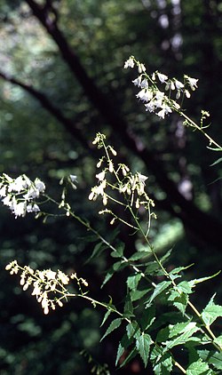 Adenophora liliifolia