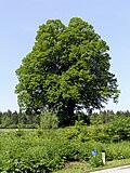 Winterlinde (Tilia cordata)