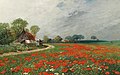Mohnblumenfeld mit Margeriten