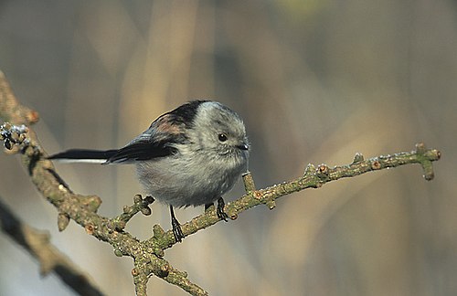 Aegithalos caudatus europaeus (Typ EC) hat einen schwarzgezeichneten Kopf mit höherem Weißanteil.