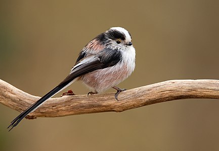 Aegithalos caudatus europaeus (Typ EE) hat einen schwarzgezeichneten Kopf.