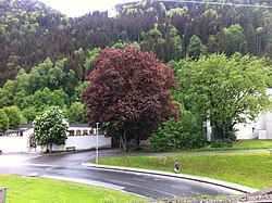 Zwei Spitzahorne vor dem Rattenberger Friedhof