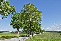 Ahornallee entlang der LH 61