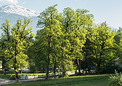 Sechs Ahornbäume nächst dem Gasthaus Speckbacher